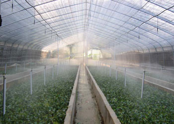 倒掛式微噴實(shí)景圖